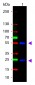 Anti-Mouse IgG (H&L)  (ATTO 488 Conjugated) Pre-Adsorbed Secondary Antibody